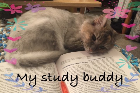 My study buddy Ashley